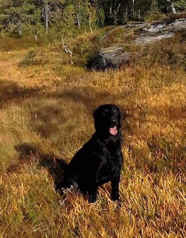 «Odin» Kalexas Isle Of Ensay, og Øyvind har vært på jaktprøve hos NRK avd Nordland og fått en 3BK! Det er godt jobbet av en ung hund som ikke fyller ett år før i slutten av september. Vi er stolte av den jobben dere har gjort og vi gleder oss til fortsettelsen! 