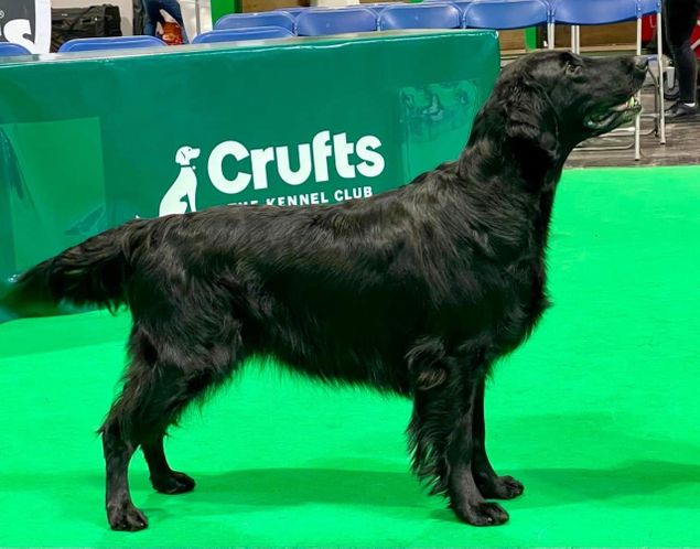 Kalexas Carrera did us proud on Crufts! 
She showed her socks of and we are so pleased with her second place in veteran Class!