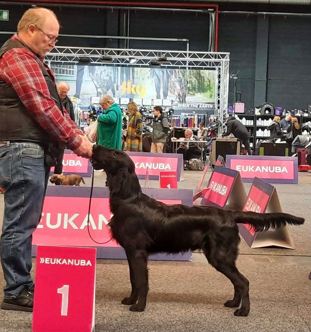 Antwerpen Int dog show 10/4-22.

✨🥇Kalexas Bentley Brooklands “Benti”🥇✨
(Kalexas Mini Morris x Kalexas River Dee)

On his first show in Belgium, Bentley got his second BOB! 
So proud of our little man and his achievements!
Congratulations to his owners Nancy and Stefaan, and to Vera for taking excellent care of him ✨❤️✨