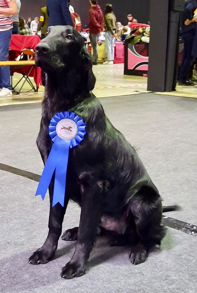 ✨🇳🇱Kalexas Bentley Brooklands 🇳🇱✨
(Kalexas Mini Morris x Kalexas River Dee)

Young Benti spent his Easter weekend in Luxembourg at the 101st and 102nd International Dog Shows.
Yesterday he was awarded best male puppy and BOS for judge Monika Blaha, Austria.

Today he did a tad bit better and was BOB for judge Tiina Taulos, Finland.

Congratulations to owners Nancy Vercruysse and Stefaan de Vriese, kennel Flat Passion’s. And to Vera Ozeel for taking such great care of young Benti ✨🏆✨