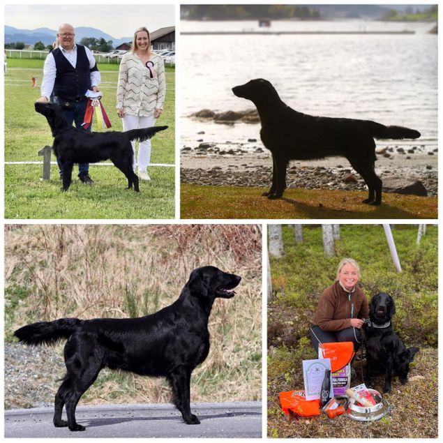 Nok en helg hvor det er greit å være på jobb og bare få servert resultater fra «barna» på løpende bånd!! 

🥂Kalexas Devil’s Dyke “Robin”
(CH Clandrift Dark Legend x Kalexas River Nith)
Robin and his owner Ingun Nesfeldt has been out in the woods and once again he did great with a first price in open class tracking!

🇳🇴In Stavanger there was a two day show🇳🇴

🥂 CH Kalexas Loch Ciaran “Kembo”
(CH Greenbayhill Black Tuxedo x Flat Garden’s Elwen)
Saturday: Excellent, and third in open class being too small! for the judge!
Sunday: Excellent, first in open class with CQ, fourth best male with CAC!
Proud owner is Stig Fladen

🥂Kalexas Loch Awe “Maya”
(CH Greenbayhill Black Tuxedo x Flat Garden’s Elwen)
Saturday: Excellent.
Sunday: Very Good.
Owner is Kari Melberg

🥂Kalexas Seven Sisters “Frida”
(CH Clandrift Dark Legend x Kalexas River Nith)
Saturday: Excellent and third in Junior class.
Sunday: Very Good and fourth in junior Class.
Owner is Kari Melberg.

🇸🇪In Sweden on Sunday🇸🇪

🥂 Kalexas Never Let Me Down Again «Stella Rose»
(Arminzeras King Dave Of Basildon x Kalexas Glamis Castle)
Excellent and first in junior class with CQ.
Owner is Mari Stine Johansen, kennel Arminzera’s.

🇨🇭In Switzerland on Sunday🇨🇭

Kalexas Bentley Brooklands “Benti”
(Kalexas Mini Morris x Kalexas River Dee)
Best puppy of breed!
✨BIS-2 Puppy✨
Owners is Stefaan and Nancy, kennel Flat Passions, Belgium.

So so proud of them all! Thank you for taking such good care of our little puppies!
Big congratulations from humble breeders ❤️✨❤️
