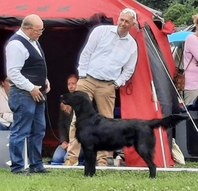 ☀️“Benti” Kalexas Bentley Brooklands.☀️
Int. Dogshow Neuss & German Winner Show Neuss 🇩🇪 

Day 2 German Winner Show 10/07/22, judge Mrs Ulrike Dunkhase (DE)
Benti received an excellent judge report and was placed:
 🥈2nd Excellent, res J CAC VDH & res J CAC DRC  which both count as a full junior CAC🎉
Owners Nancy & Stefaan, kennel Flat Passion’s, Belgium.
Congratulations from proud breeders 🥳🥂🥳