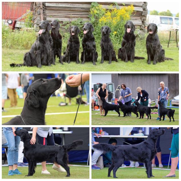 Nat. Breedshow NRK avd Gjøvik og Lillehammer 31/7-22.
Judge: breed specialist Line Andersen, kennel Hermiroz, No.

In the total of 6 dogs entered from our little kennel they were all placed in their respective classes. All with excellent and also 4 with CK.
Märtha was so happy to be back in the ring so she showed her way all up to BIS Veteran.

Benti and Stefaan had traveled all the way from Belgium and it was so nice to see them both again. I was not able too steal him back, even tho I tried, and he is now on his way back home.
He did well in the ring with Jon André and was placed as number 3 with a lovely report. Now he needs time in the “greenhouse” to grow into his body. Thank you so much for taking the long drive ❤️

This weekend was a long needed break and it was well spent with the best of friends.
Thanks to all of you and especially Ingun who is the best keeping everything on track behind the scene and also in the ring with both Iver and Thyra 🌹
Beathe, Sølvi, Kathrine, no words needed 🌹🌹🌹

And a very special congratulations to Amalie Eyde Olsen who really showed herself as a very talented young handler and went all inn with Sia in the Children and dog competition and was placed as a very well deserved number 1!

🌟NORD UCH NLCH AMSW-16 Kalexas Carrera “Märtha”
Excellent, 1 VETK, CK, 4 BTK, BIS Veteran. 

🌟NUCH DKUCH Kalexas Balmoral Castle “Magnus”
Excellent, 3 CHK, CK

🌟Kalexas Bentley Brooklands “Benti
Excellent, 3 JKK.
Owners Stefaan De Vriese and Nancy Vercruysse, Belgium.

🌟NBSCH SVCH NV(F)CH RL-I Kalexas Loch Fender “Iver”
Excellent, 3 AKK.
Owner Ingun Nesfeldt.

🌟NBSCH RL-I RL-II RL-III Kalexas Loch Fern “Lizzie”
Excellent, 3AKK, CK
Owner Sølvi Eyde Olsen.

🌟Kalexas Glamis Castle “Thyra”
Excellent, 4AKK, CK.