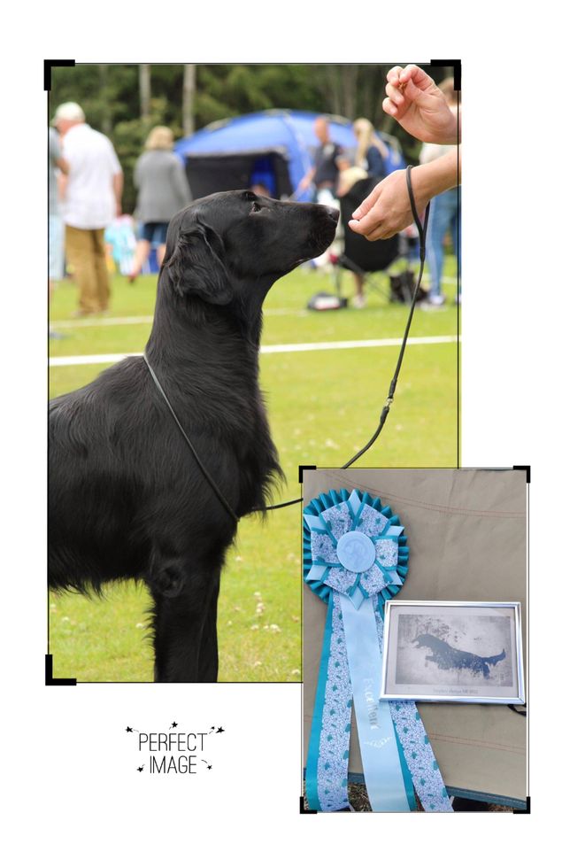 Congratulations to «Benti» BEJCH Kalexas Bentley Brooklands (Kalexas Mini Morris X Kalexas River Dee) who won the junior Class at the National d’élevage  in France today. Judge was Breed specialist Lena Hägglund.
Now he needs his health results and to succeed TAN (a sociability test with some retrieves) to gain his French Junior Champion title.
 So proud of him and his owners Nancy and Stefaan, kennel Flat Passion’s, Belgium.