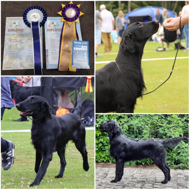 🏵New INT.JCH🏵
Geneva Int. Dog Show, Switzerland.
Judge: Annika Ulltveit-Moe, Sweden.

🌟CIBJCH* BEJCH FRJCH Kalexas Bentley Brooklands🌟
(Kalexas Mini Morris x Kalexas River Dee)

Today in Geneva Dog Shows Benti shows his socks off once again and was rewarded with his third Junior CIB and is now the first Norwegian bred and Belgium owned Flatcoat with this title!!
So proud of him and so happy I made the decision for him to move to Belgium instead of staying at home with me. He is such a great ambassador for our small breeding!
Congratulations and thank you Nancy Vercruysse, Stefaan de Vriese and Vera Ozeel for taking such great care of our luxurious car Bentley Brooklands 🌟🌟🌟