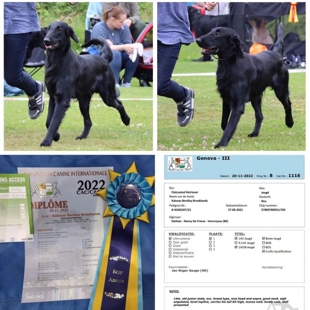 Geneva Dog Shows day III
Judge: Jan Roger Sauge, No.

🏵CIBJCH CHJCH FRJCH BEJCH Alenjugendsieger-22 Kalexas Bentley Brooklands🏵
Excellent, J-CACIB, J-CAC, Best Junior. 
And his second Crufts Qualification this year.
This needs a lots of bubbles to celebrate Bentis fantastic results!
Congratulations to owners Nancy and Stefaan, and of course to Vera for all her love to this boy. 🌹🍾🌹